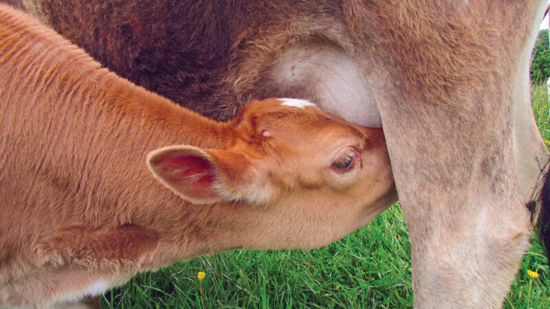 How Long Do Cows Produce Milk?